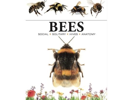 Bees Online Hot Sale